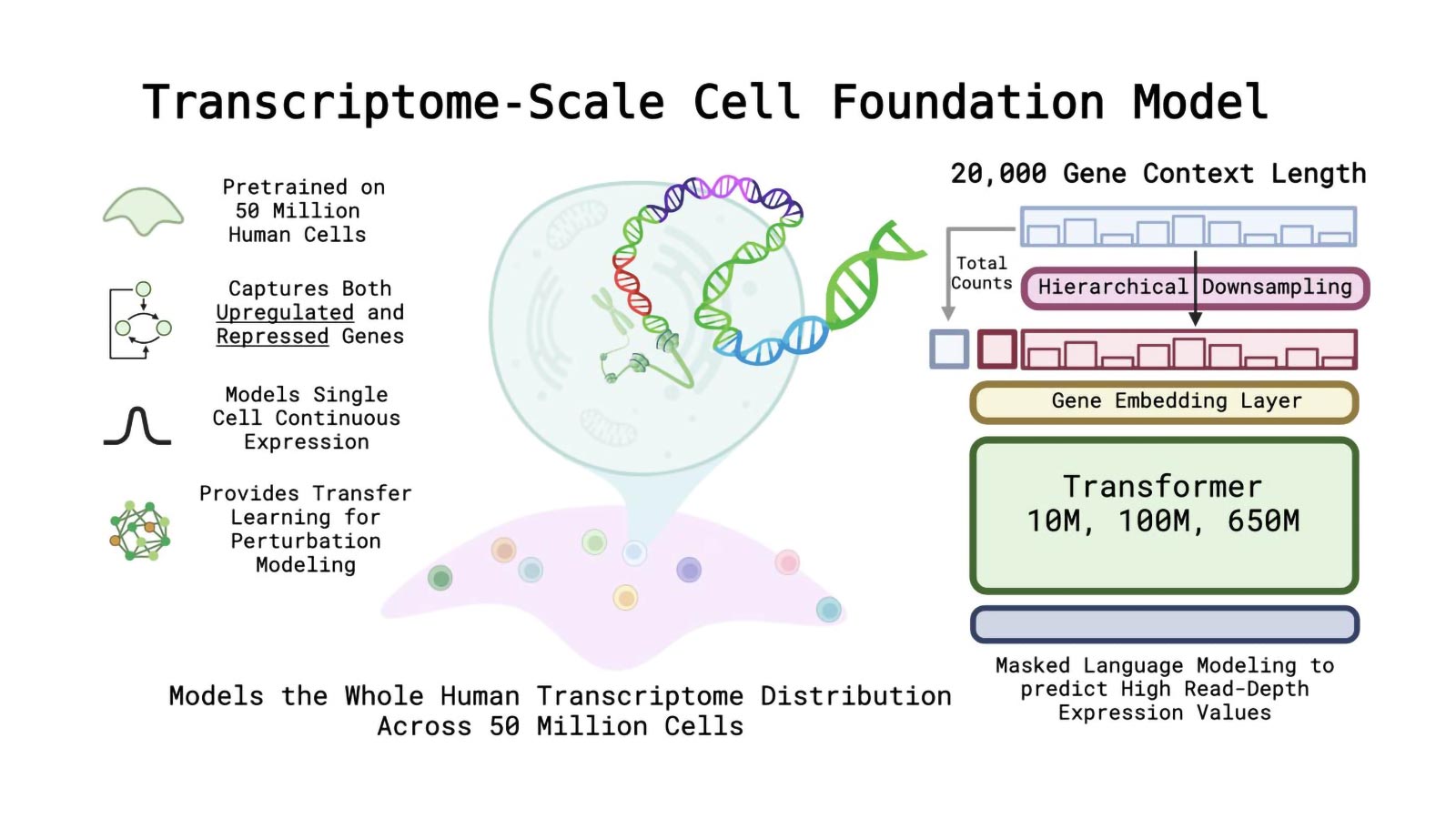 Developing a unified model of cellular systems is a canonical challenge in biology. Recently, a wealth of public single-cell RNA sequencing data as well as rapid scaling of self-supervised learning methods have provided new avenues to address this longstanding challenge. However, rapid parameter scaling has been essential to the success of large language models in text and images, while similar scaling has not been attempted with Transformer architectures for cellular modeling. To produce accurate, transferable, and biologically meaningful representations of cellular systems, we develop AIDO.Cell, a pretrained module for representing gene expression and cellular systems in an AI-driven Digital Organism [1]. AIDO.Cell contains a series of 3M, 10M, 100M, and 650M parameter encoder-only dense Transformer models pre-trained on 50 million human cells from diverse tissues using a read-depth-aware masked gene expression pretraining objective. Unlike previous models, AIDO.Cell is capable of handling the entire human transcriptome as input without truncation or sampling tricks, thus learning accurate and general representations of the human cell’s entire transcriptional context. This pretraining with a longer context was enabled through FlashAttention-2, mixed precision, and large-scale distributed systems training. AIDO.Cell (100M) achieves state-of-the-art results in tasks such as zero-shot clustering, cell-type classification, and perturbation modeling. Our findings reveal interesting loss scaling behaviors as we increase AIDO.Cell’s parameters from 3M to 650M, providing insights for future directions in single-cell modeling. Models and code are available through ModelGenerator in https://github.com/genbio-ai/AIDO and on Hugging Face.